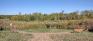 Assiniboine Marsh Docks - Eve Werier Waterfowl Pond