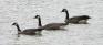 Merle Guberman Park South - Geese
