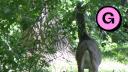 South Assiniboine Parkway - Close-up of Deer Grazing