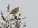 Shaheed Bhagat Singh Park - Western Meadowlark