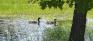 Isbister Park - Ducks