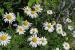 Sturgeon Creek Parkway - Ness - Flowers