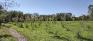 Henteleff Park - Trails - New Trees